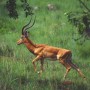 Impala