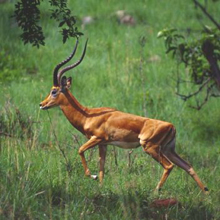 Impala