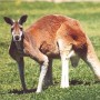 kangaroo-public-domain