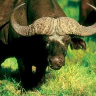 African Buffalo