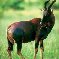 Antilope