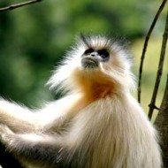 Bhutan Golden Langur