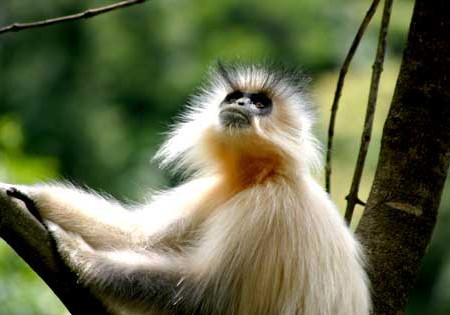 Bhutan Golden Langur