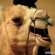 Camel