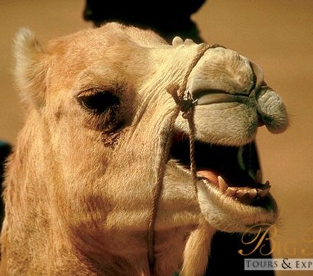 Camel