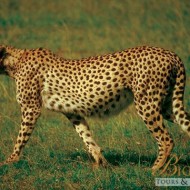 Cheetah