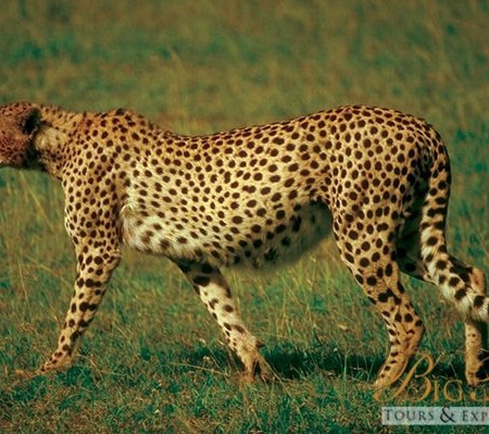 Cheetah