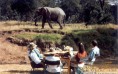Dining With Elephants