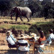 Dining With Elephants