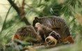 Family of Pichicos Emperadores