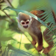 Ecuador Amazon Monkey