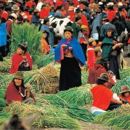 Ecuadorian Market