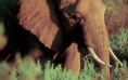 Elephant in the Tall Grass