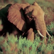 Elephant in the Tall Grass