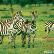 Family of Zebras_7655996744_m