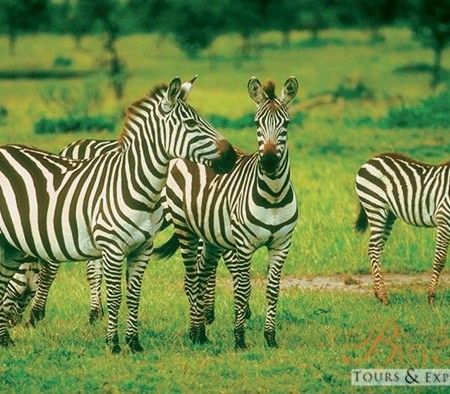 Family of Zebras_7655996744_m