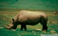 Grazing Rhino