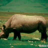 Grazing Rhino