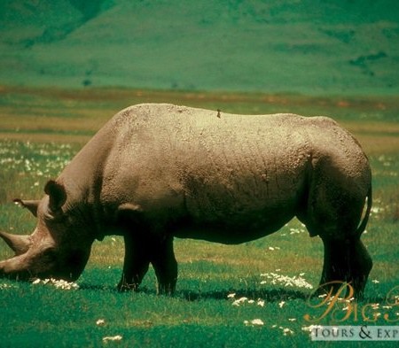 Grazing Rhino