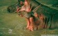 Hippopotamus