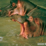 Hippopotamus