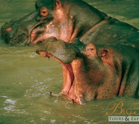 Hippopotamus