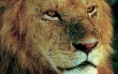 Majestic Lion