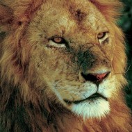 Majestic Lion