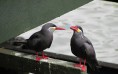Peru Birds