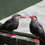 Peru Birds