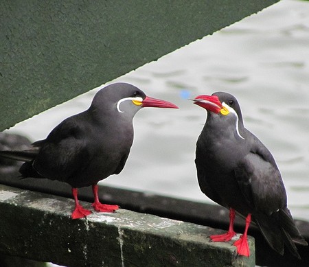 Peru Birds