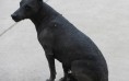 Peru's Hairless Dog
