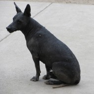 Peru's Hairless Dog