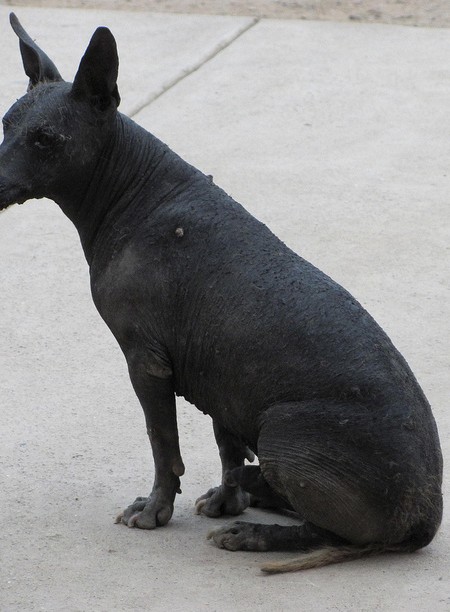 Peru's Hairless Dog