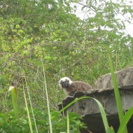 Pinche Tamarin in Tayrona National Park, Colombia_7804168660_m