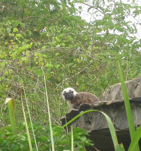 Pinche Tamarin in Tayrona National Park, Colombia_7804168660_m