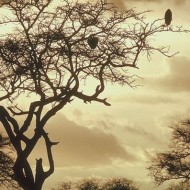 Sunset in Kenya