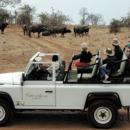 Safari