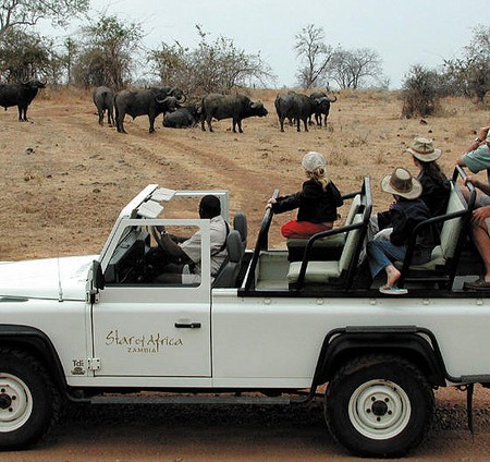 Safari