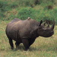 Selous Game Reserve