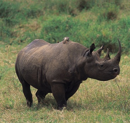 Selous Game Reserve
