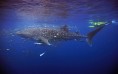Diving with Whalesharks at Ningaloo Reef