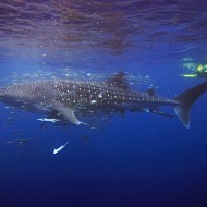 Diving with Whalesharks at Ningaloo Reef