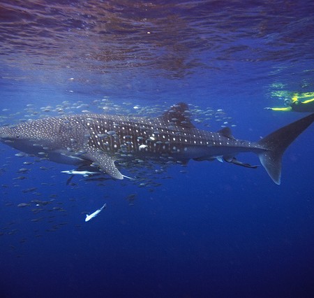 Diving with Whalesharks at Ningaloo Reef