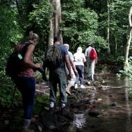 Forest Walk, Uganda
