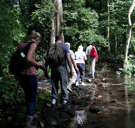 Forest Walk, Uganda