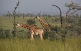Rothschild Giraffe, Uganda