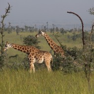 Rothschild Giraffe, Uganda