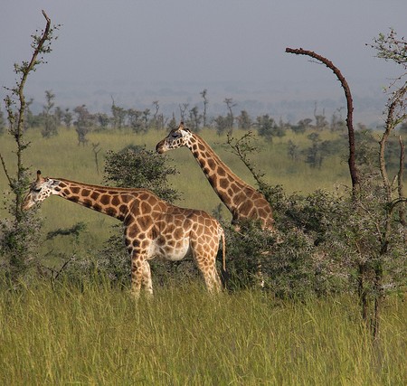 Rothschild Giraffe, Uganda