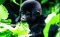 Sanctuary Gorilla Forest Camp Baby Gorilla, Uganda